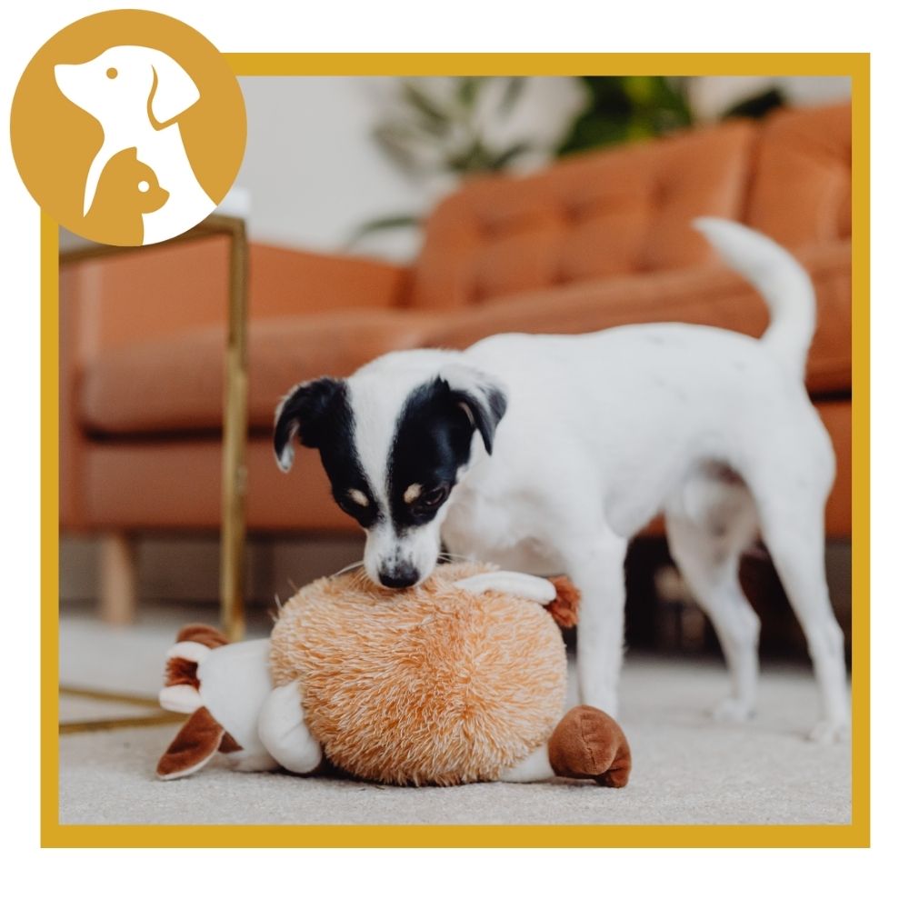 Simple Guide to Choosing the Perfect Dog Toys