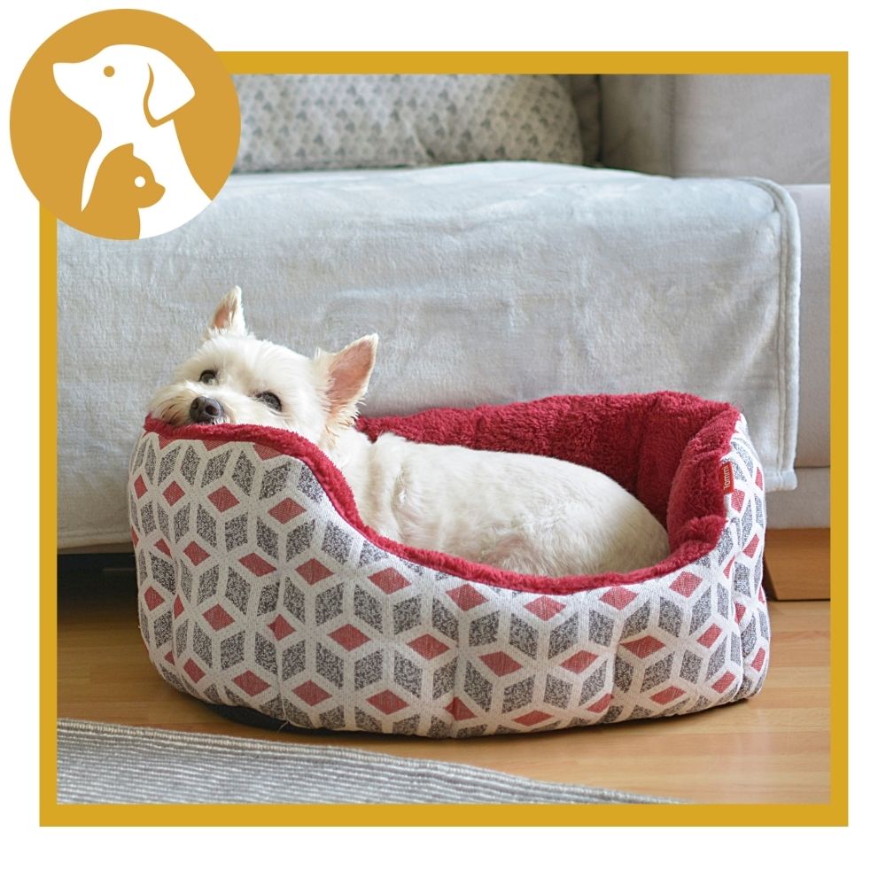 The Ultimate Guide to Dog Beds & Furniture