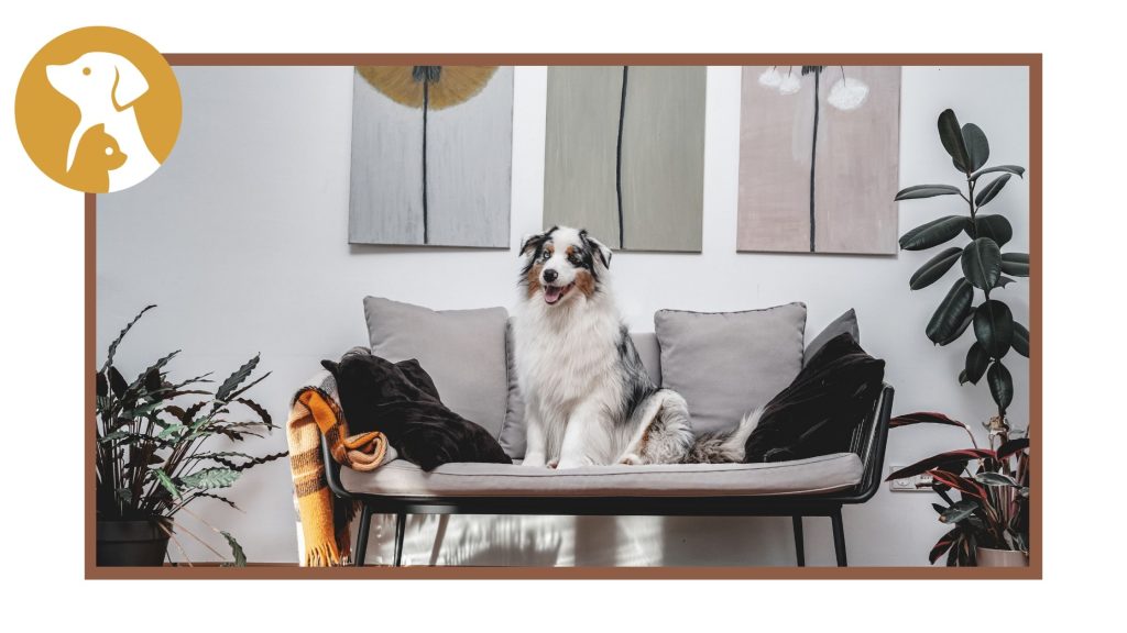 What Type of Furniture is Best with Dogs