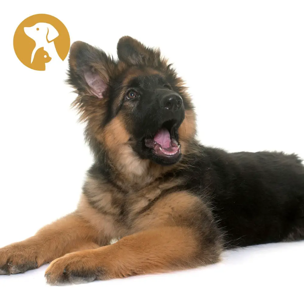 What Is The Average Lifespan Of A German Shepherd?