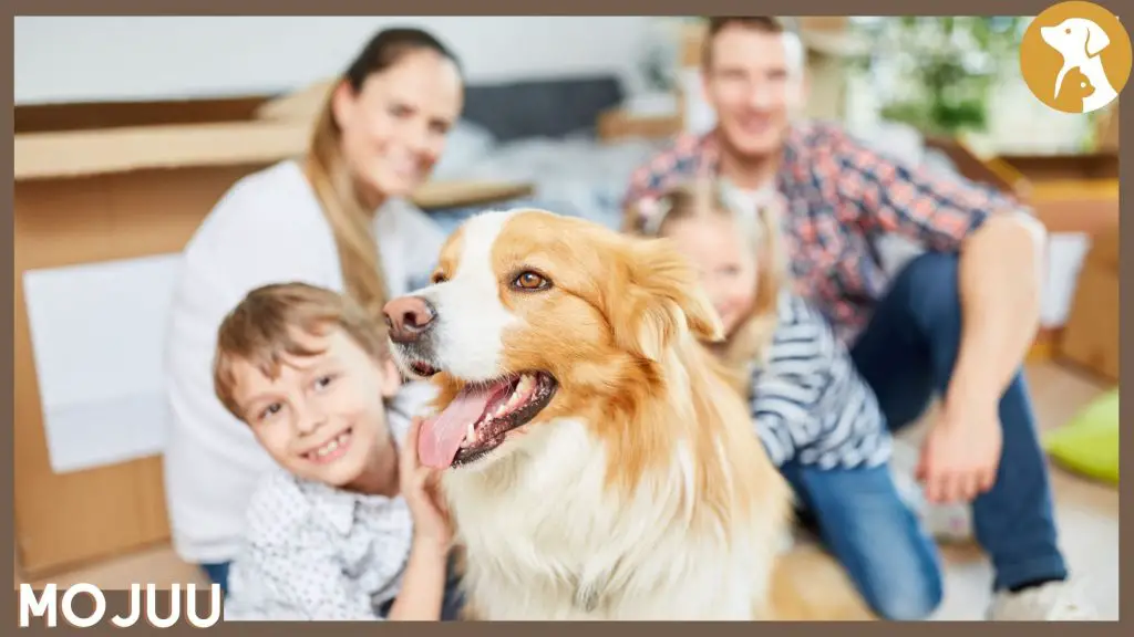 How Do You Introduce A Dog To Your Family