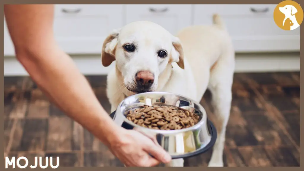 Is A Raw Food Diet Good For Dogs