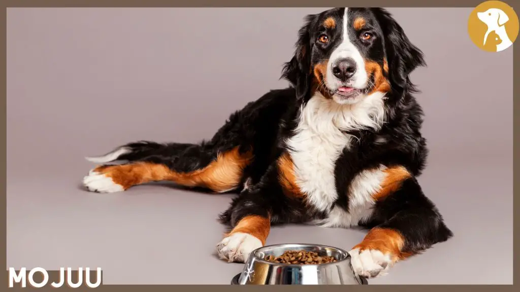Is A Raw Food Diet Good For Dogs