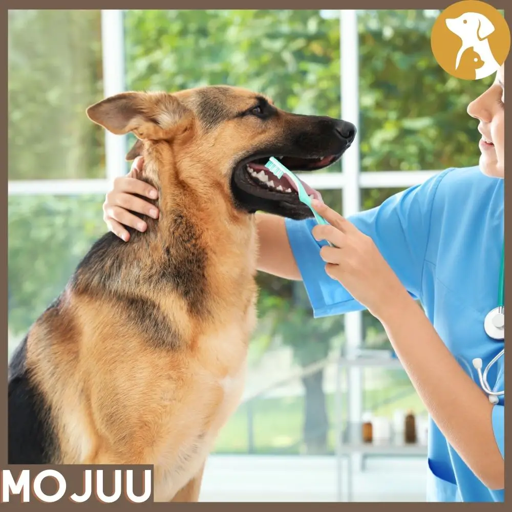 How Can I Improve My Dogs Oral Health