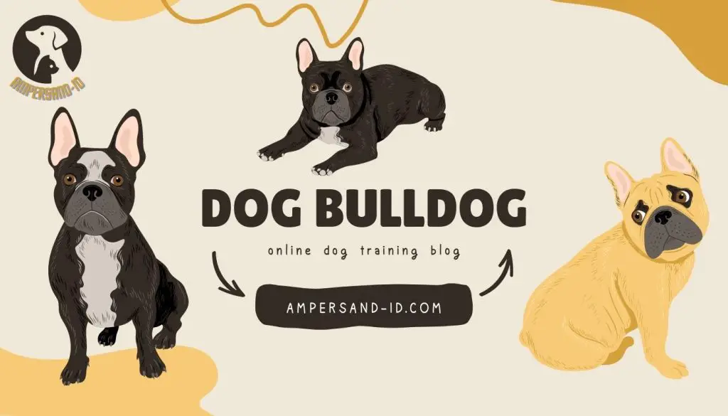 Where Can I Find Reputable Breeders Or Rescues For Bulldogs?