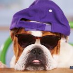 What Are Common Bulldog Health Issues And How To Prevent Them?