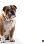 What Are The Personality Traits Of Bulldogs?