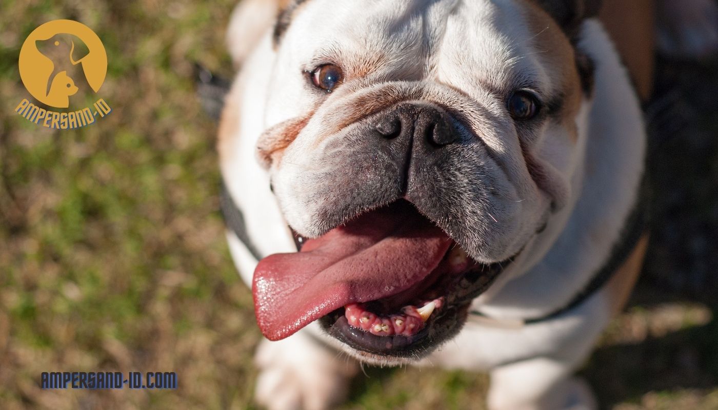 What Is The Average Lifespan Of A Bulldog?