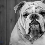 How Do I Care For The Health And Well-Being Of My Bulldog?