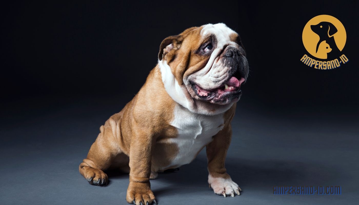 What Is The History And Origin Of Bulldog Breeds?