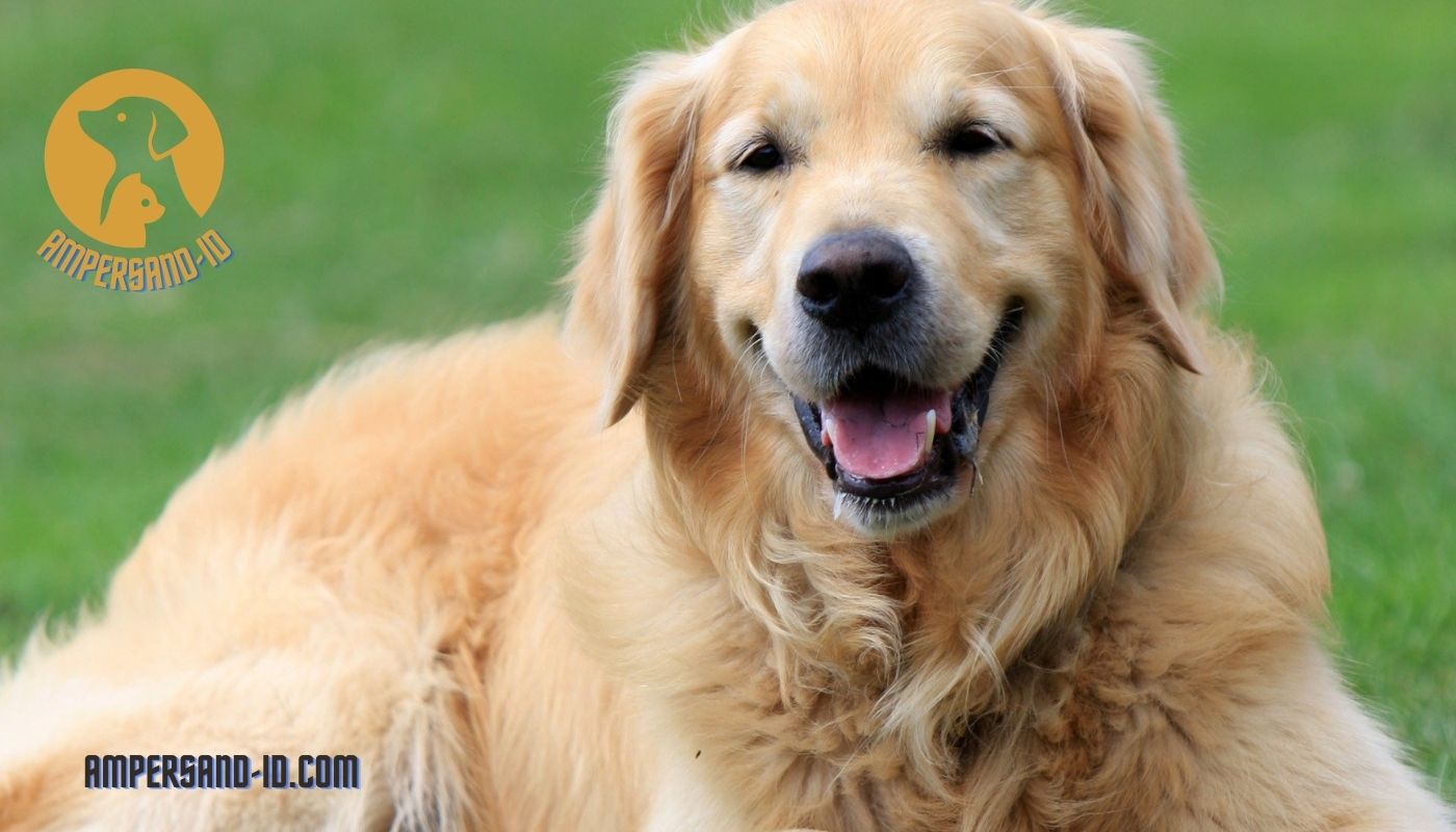 What Is The History And Origin Of The Golden Retriever Breed?