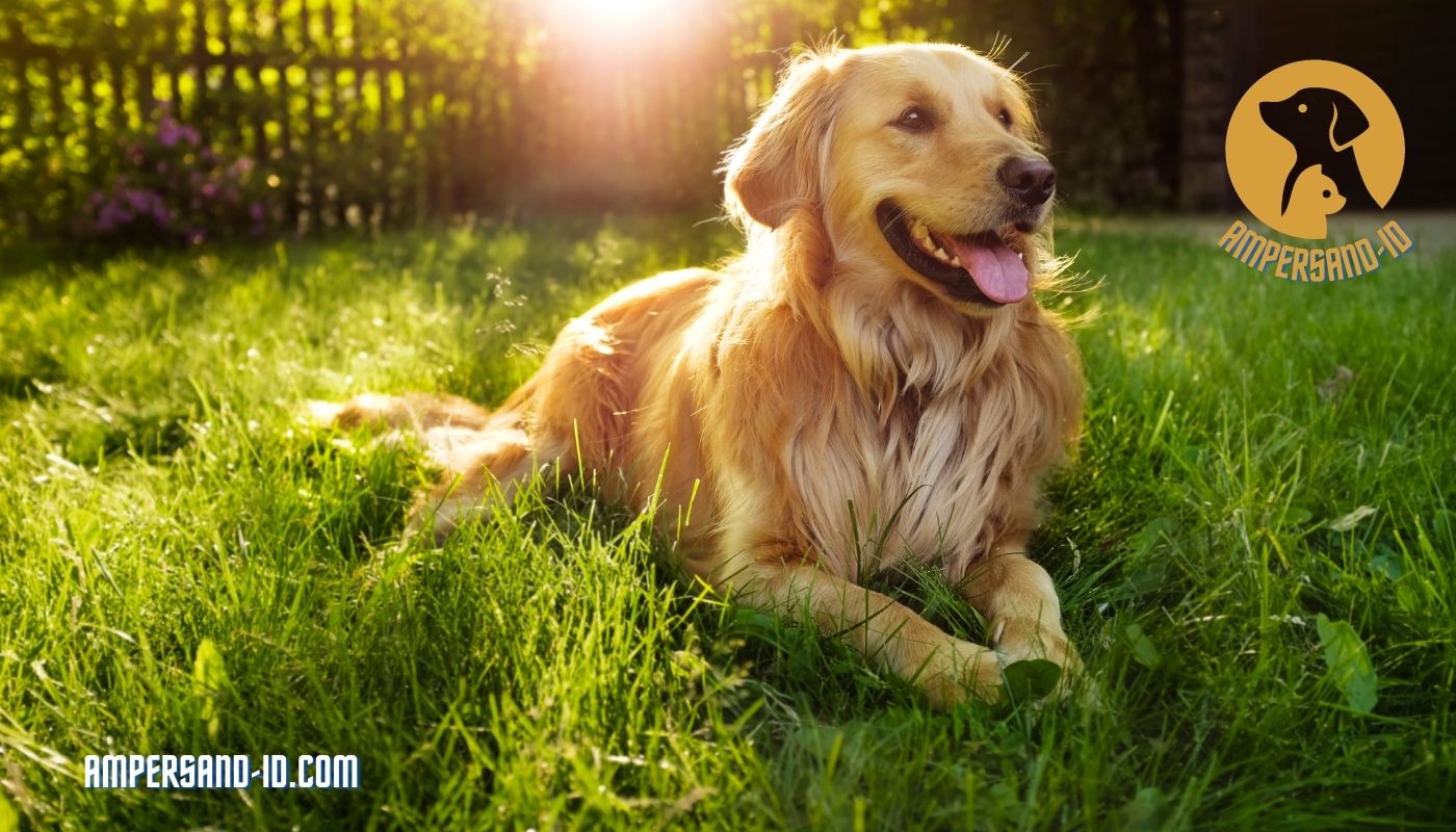 Are Golden Retrievers Prone To Specific Health Issues?
