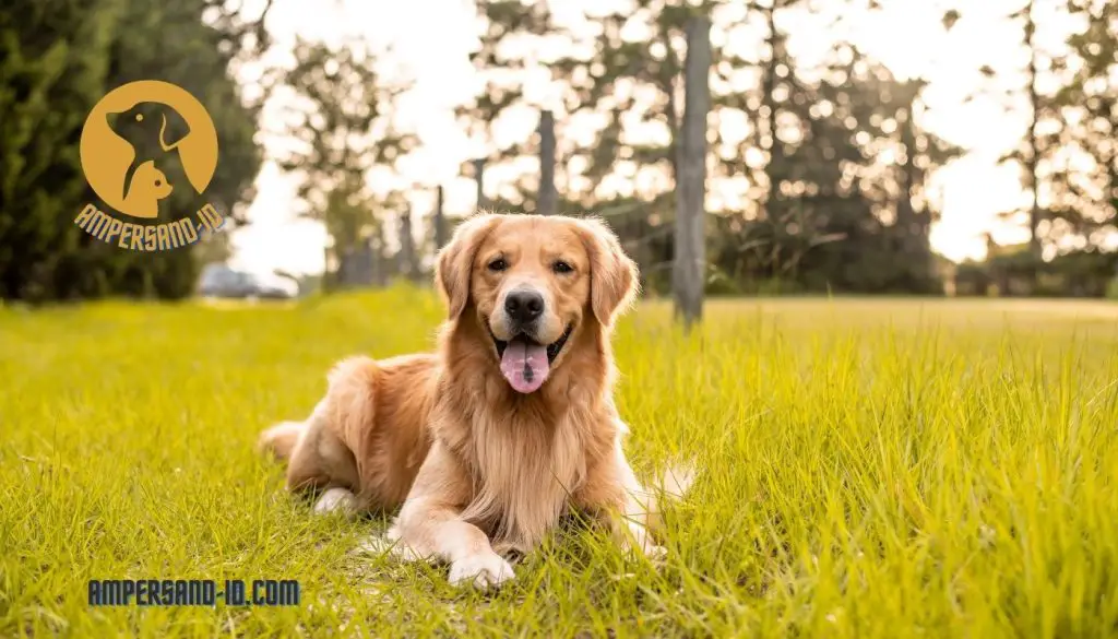 How Much Exercise Do Golden Retrievers Need?