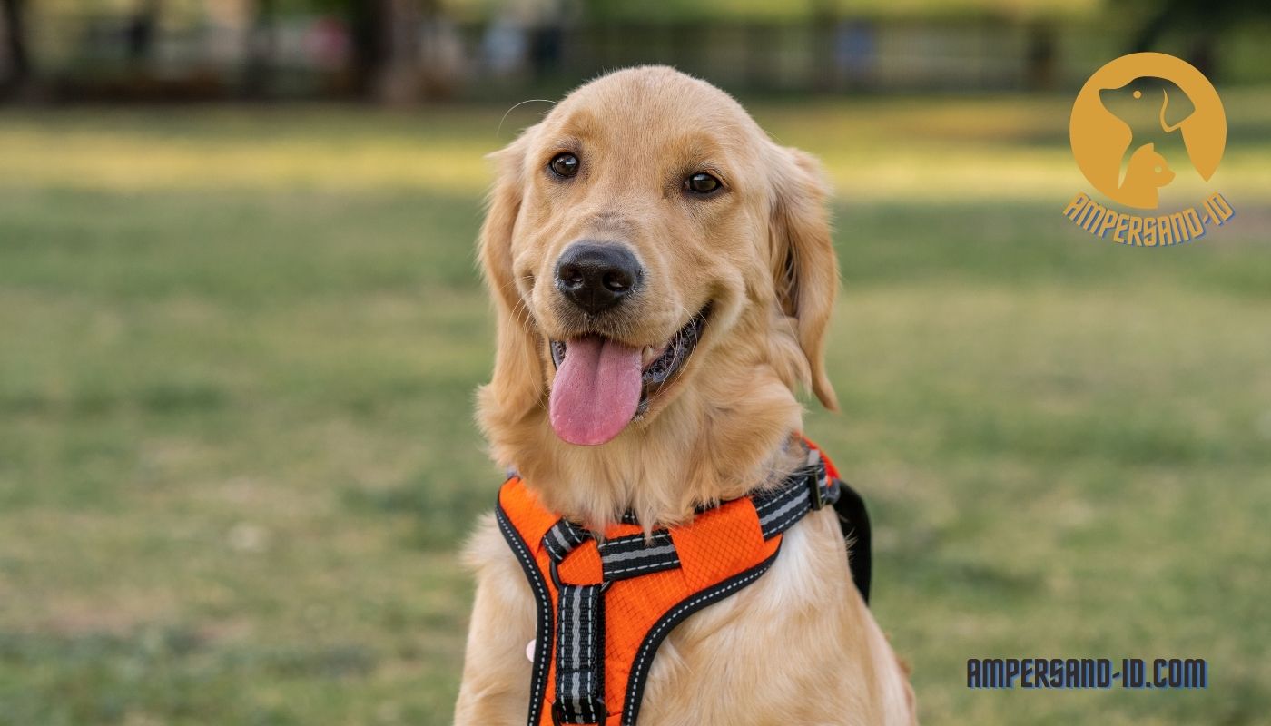 Are Golden Retrievers Good Family Pets?