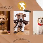 How to Choose the Right Dog Collar