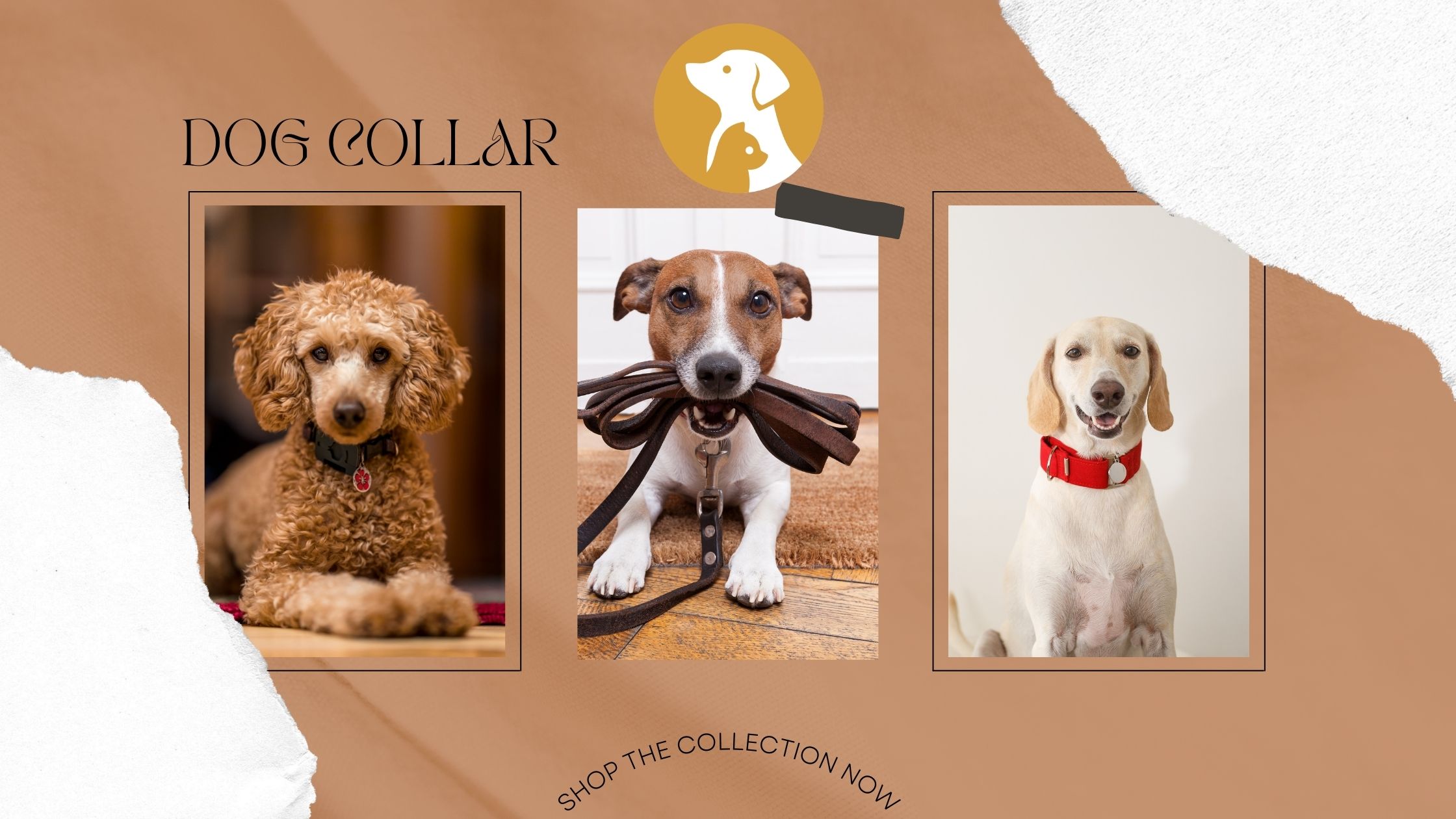 How to Choose the Right Dog Collar