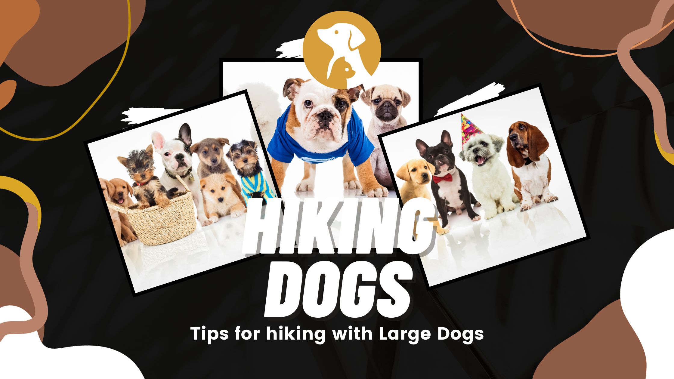 Tips for hiking with Large Dogs.jpg