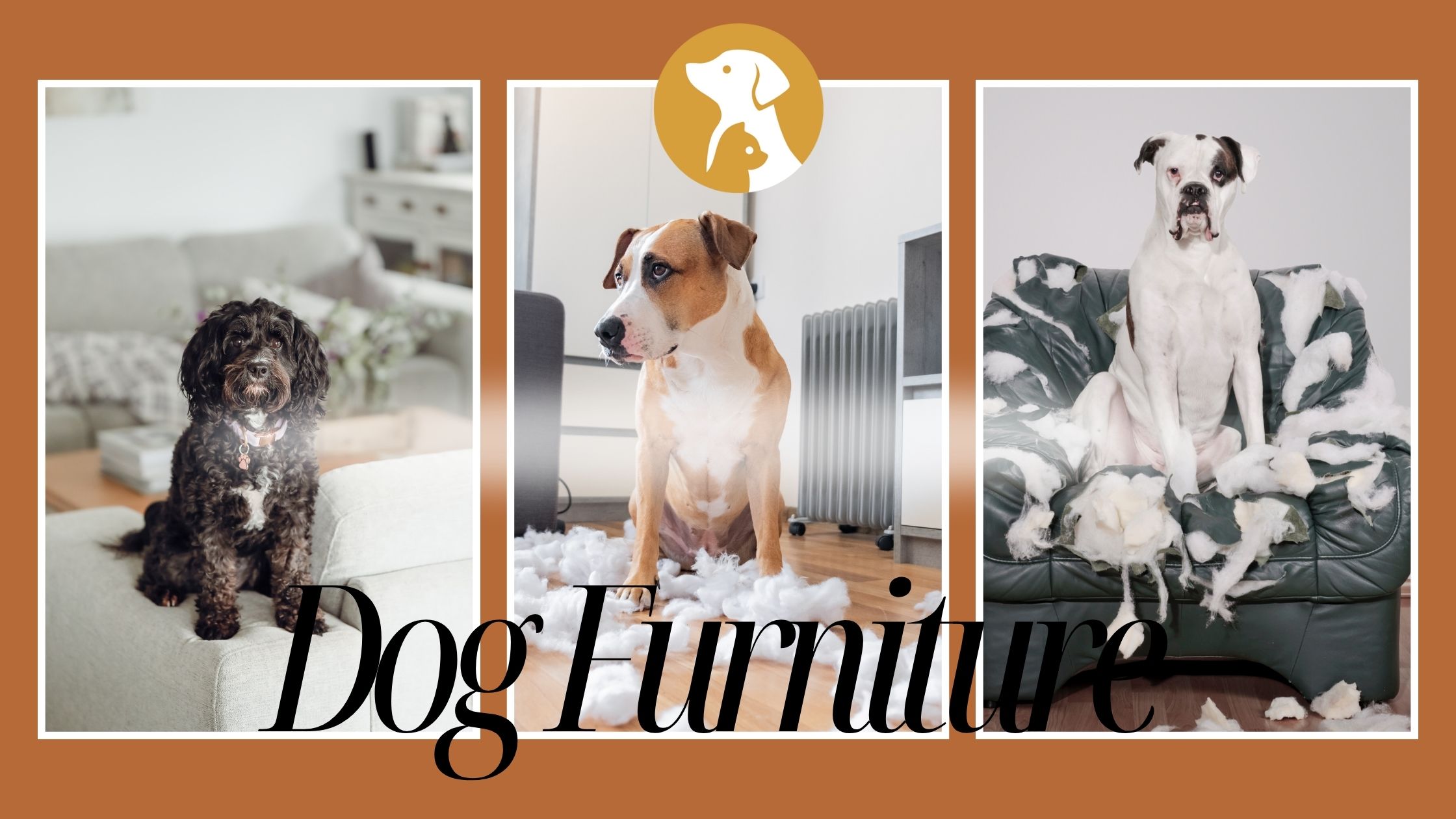 What Type of Furniture is Best with Dogs