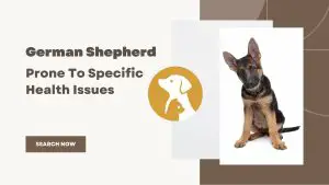 Are German Shepherds Prone To Specific Health Issues