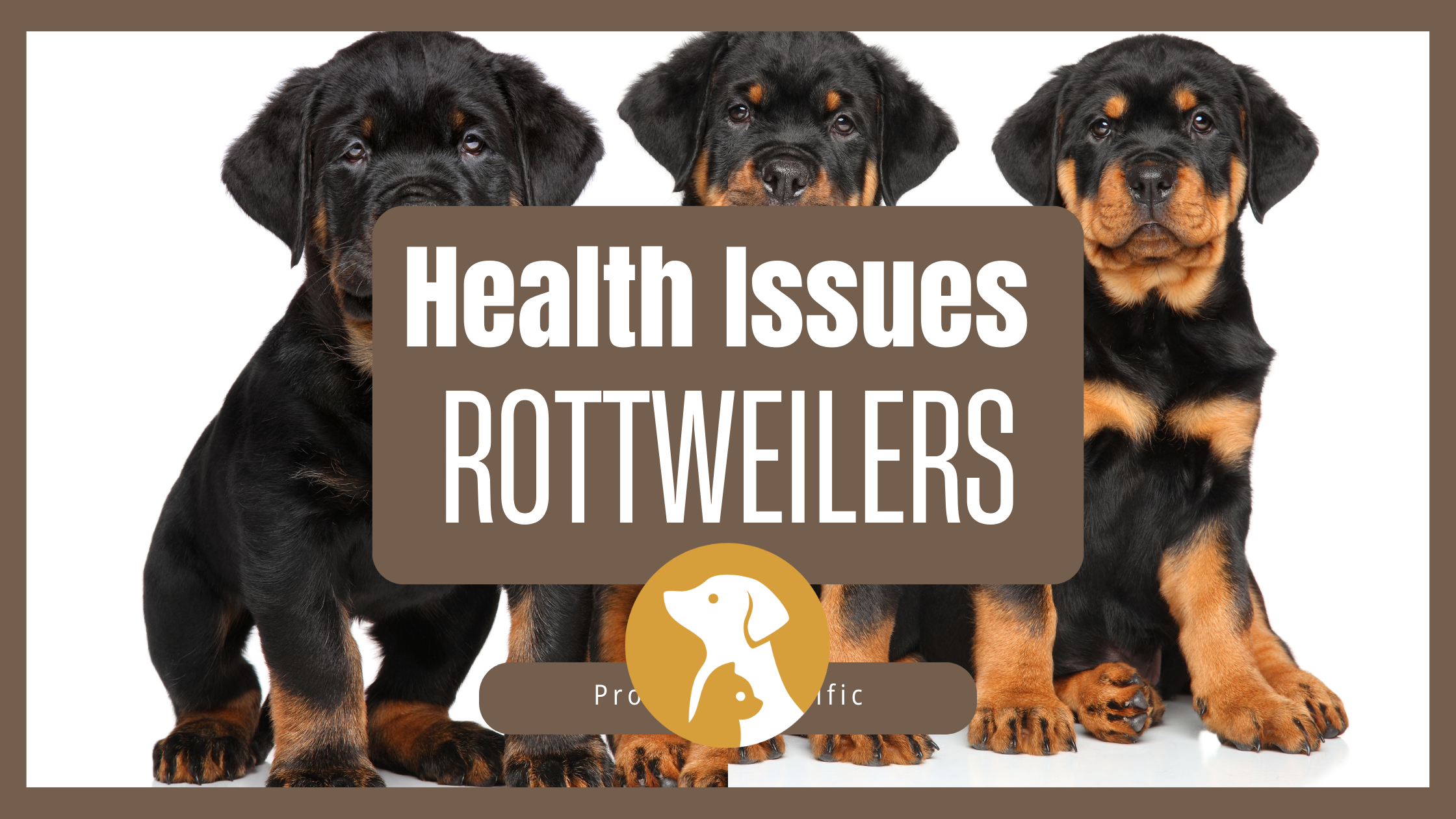 Rottweilers Health Issues