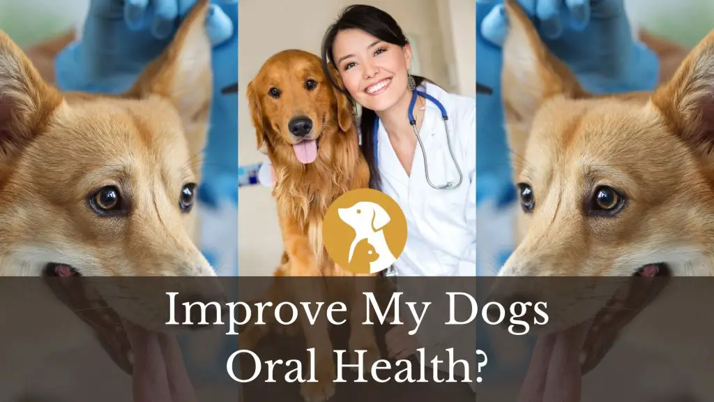 How Can I Improve My Dogs Oral Health?
