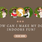 How Can I Make My Dog Indoors Fun?