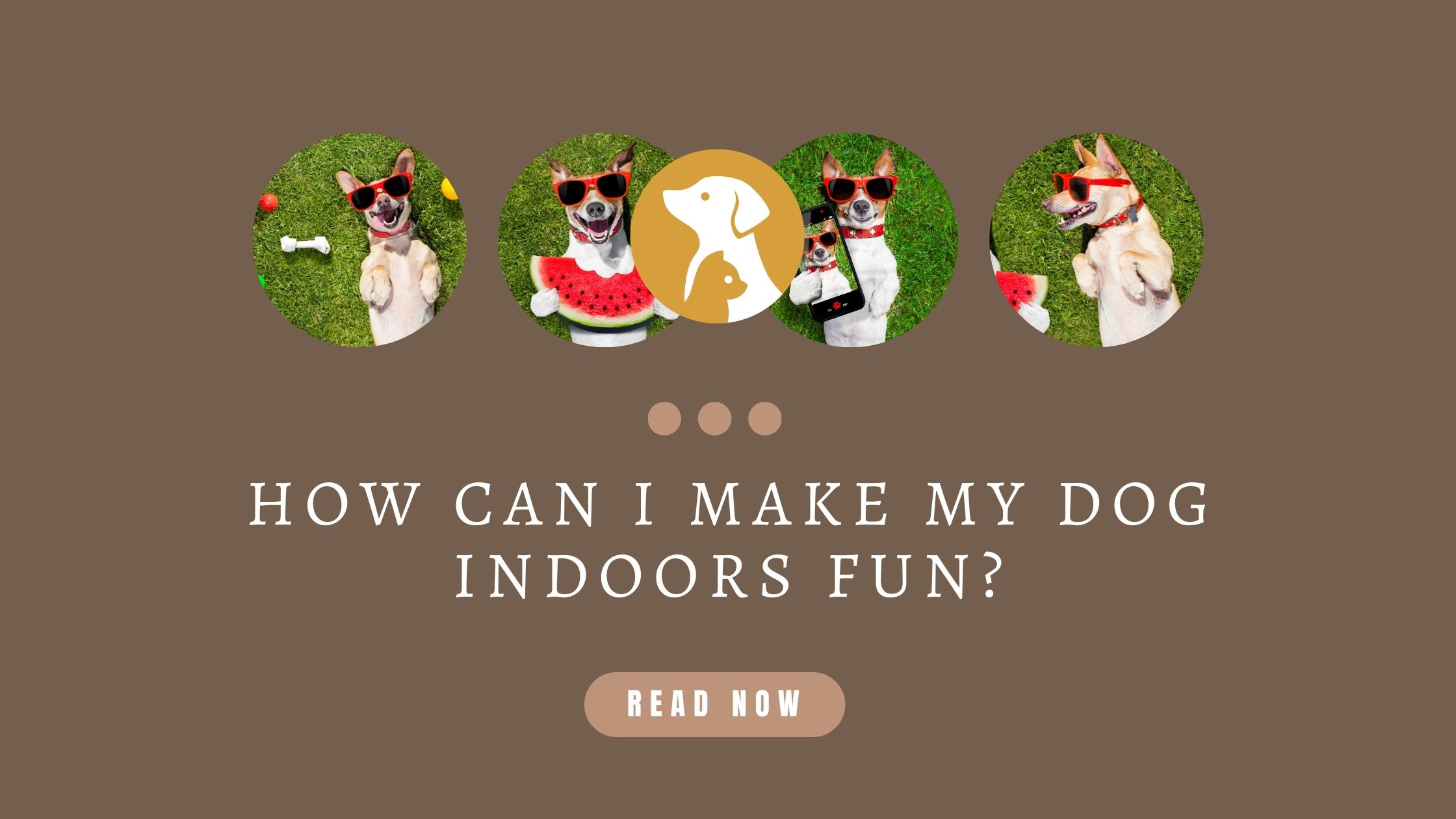 How Can I Make My Dog Indoors Fun?