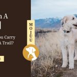 How Do You Carry A Dog On A Trail?