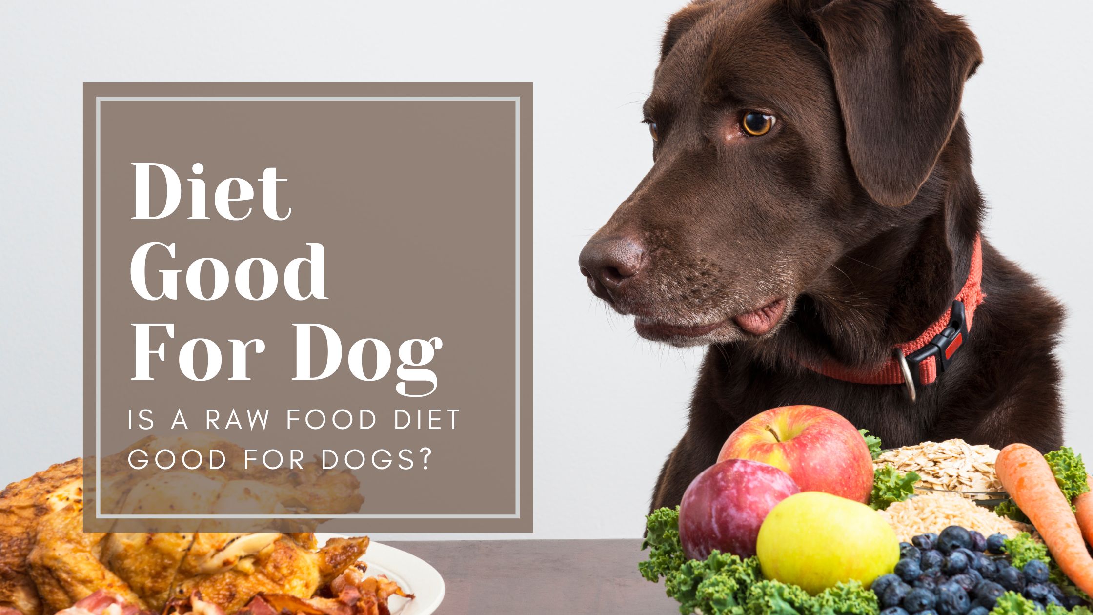 Is A Raw Food Diet Good For Dogs?