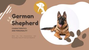 What Are The Characteristics And Personality Traits Of A German Shepherd