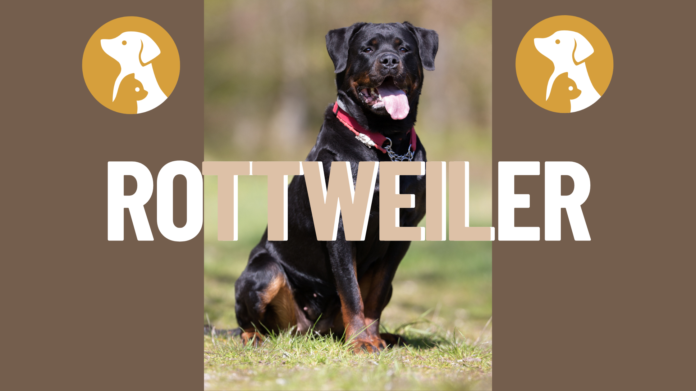 What Are The Characteristics And Personality Traits Of A Rottweiler