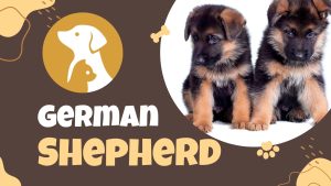 What Is The Average Lifespan Of A German Shepherd