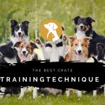 What Is The Best Crate Training Technique?