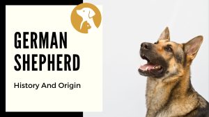 What Is The History And Origin Of The German Shepherd Breed