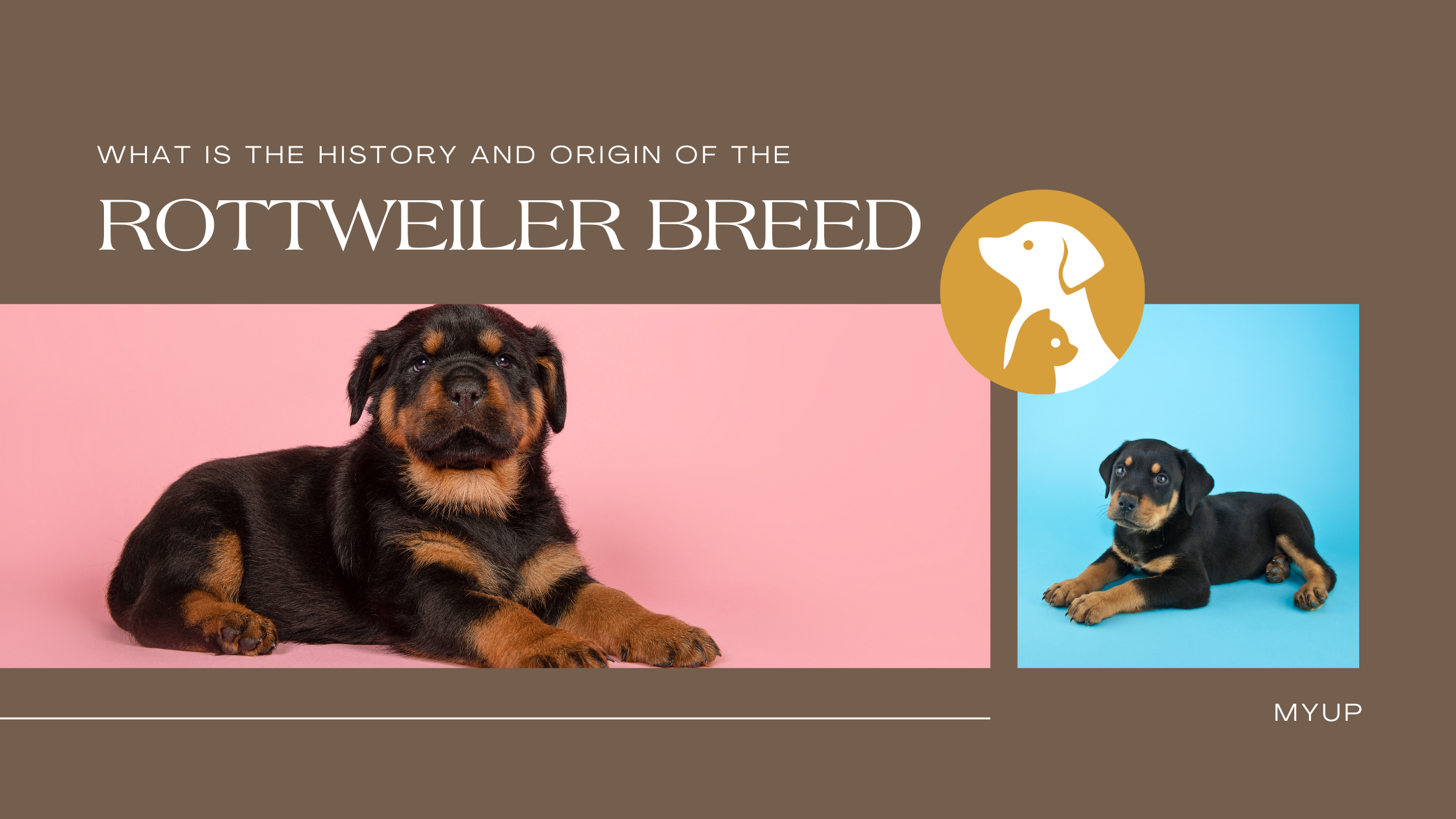 What Is The History And Origin Of The Rottweiler Breed