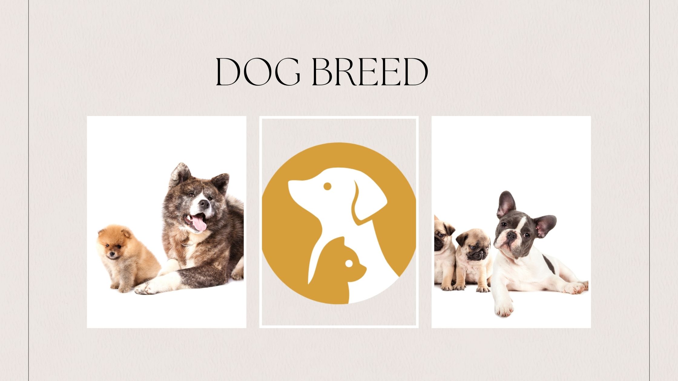 What Is The Least Shedding Dog Breed?